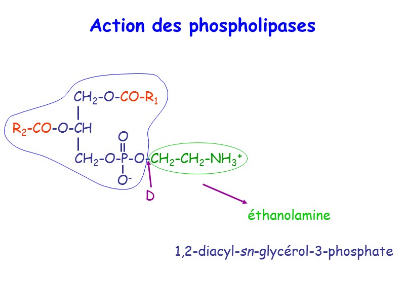 Action des phospholipases D 1,2-diacyl-sn-glycérol-3-phosphate éthanolamine